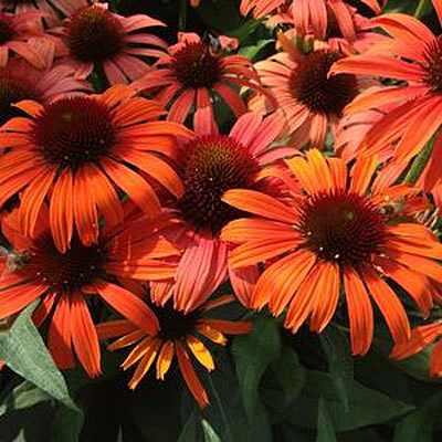 Echinacea x 'Orange Skipper'