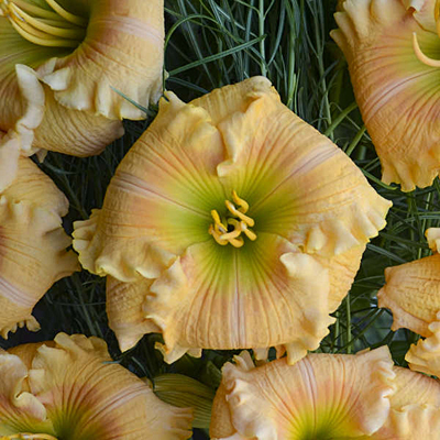 Hemerocallis 'Orange Smoothie'