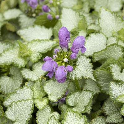 Lamium m. 'Orchid Frost'