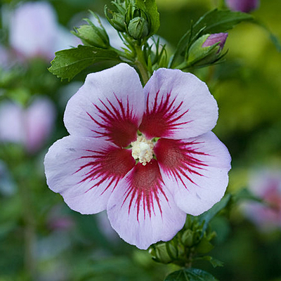 Hibiscus s. 'Orchid Satin'