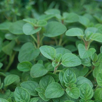 Origanum vulgare subsp. 'Hirtum'