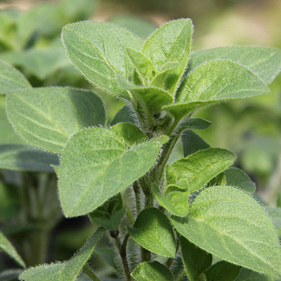 Origanum vulgare 'Supreme'
