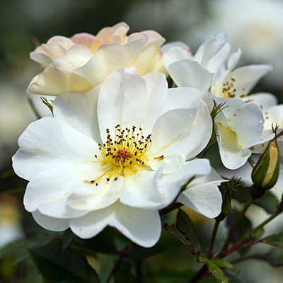 Rosa 'Oscar Peterson'