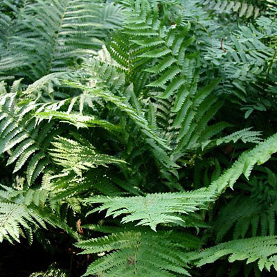 Osmunda cinnamomea