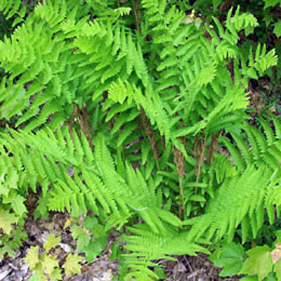 Osmunda claytoniana