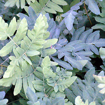 Osmunda regalis