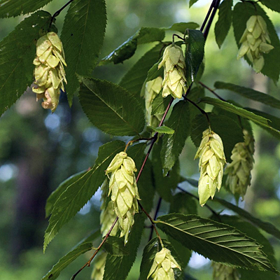 Ostrya virginiana