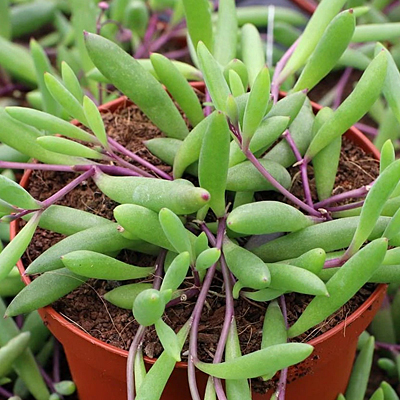 Othonna capensis