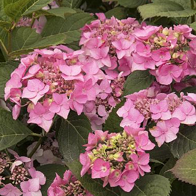 Hydrangea m. 'Outer Banks'