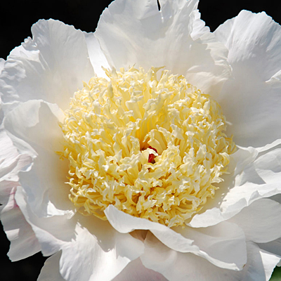 Paeonia l. 'Over Easy'