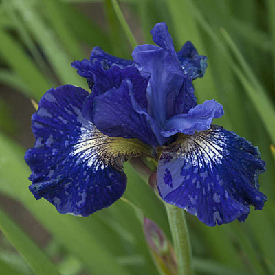 Iris s. 'Over in Gloryland'