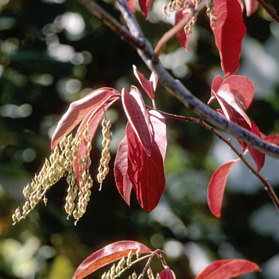 Oxydendrum arboreum