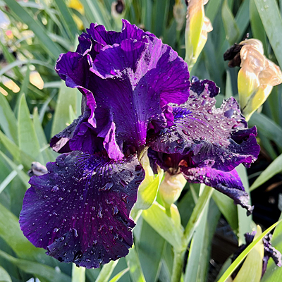 Iris g. 'Ozark Rebounder'