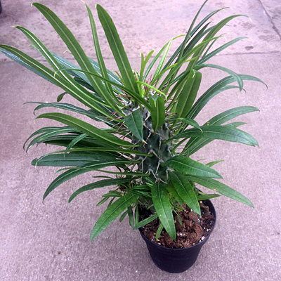 Pachypodium lamerei