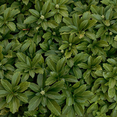 Pachysandra terminalis