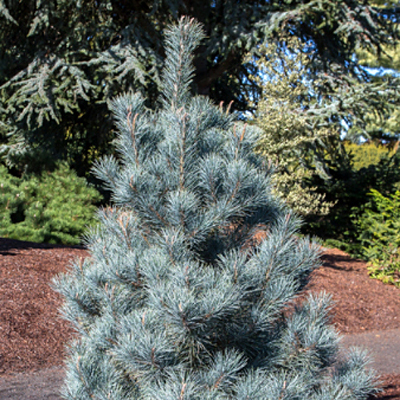 Pinus peuce 'Pacific Blue'