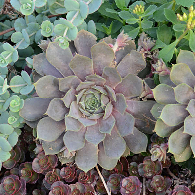 Sempervivum 'Pacific Blue Ice'