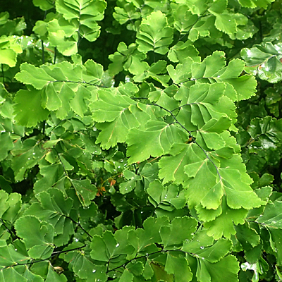 Adiantum raddianum 'Pacific Maid'
