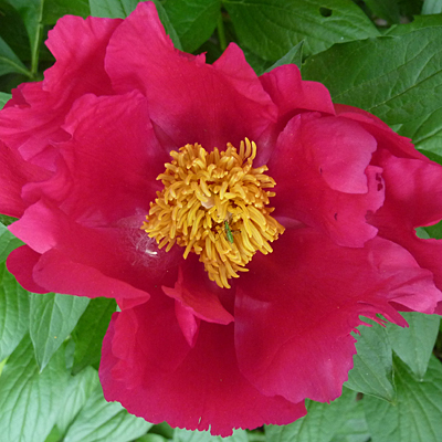Paeonia l. 'America'