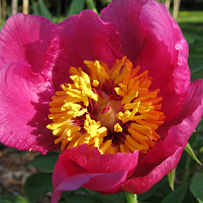 Paeonia officinalis 'Anemoniflora'