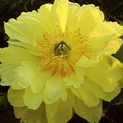 Paeonia x ITOH 'Bartzella'