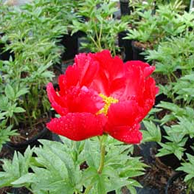 Paeonia l. 'Blaze'