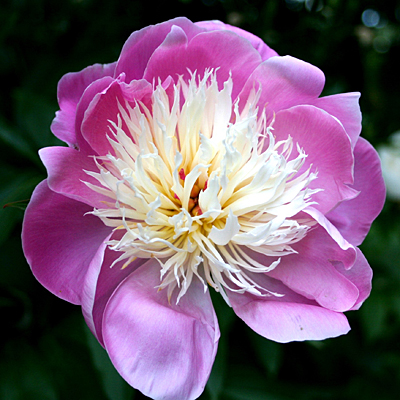 Paeonia l. 'Bowl of Beauty'