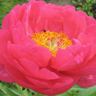 Paeonia l. 'Cytherea'