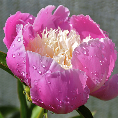 Paeonia l. 'Doreen'