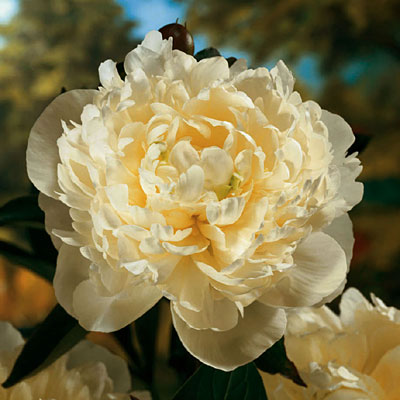 Paeonia l. 'Duchesse De Nemours'