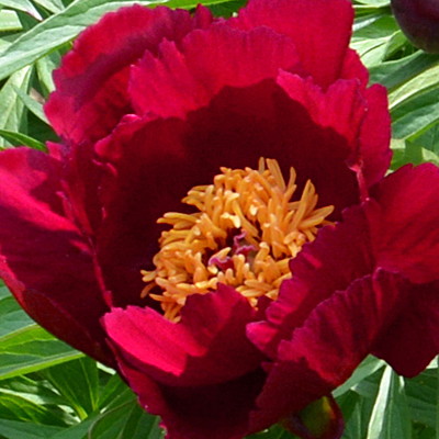Paeonia l. 'Early Scout'