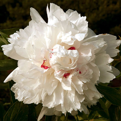 Paeonia l. 'Festiva Maxima'