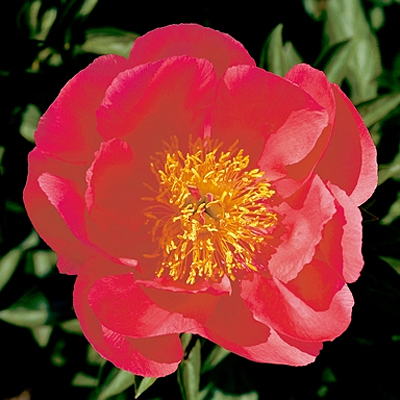 Paeonia l. 'Flame'