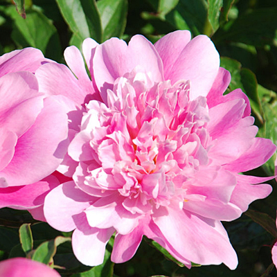 Paeonia l. 'Heidi'