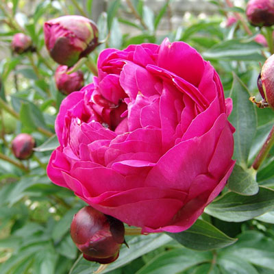 Paeonia l. 'Kansas'