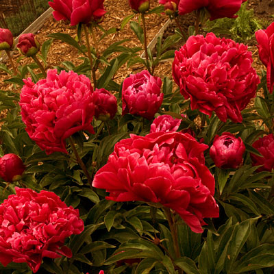 Paeonia l. 'Karl Rosenfield' (Red Peony) | Estabrook's