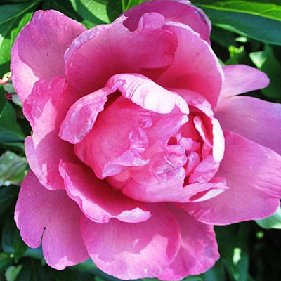 Paeonia x ITOH 'Keiko'