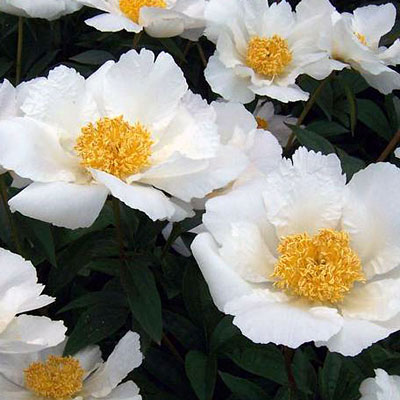 Paeonia l. 'Krinkled White'