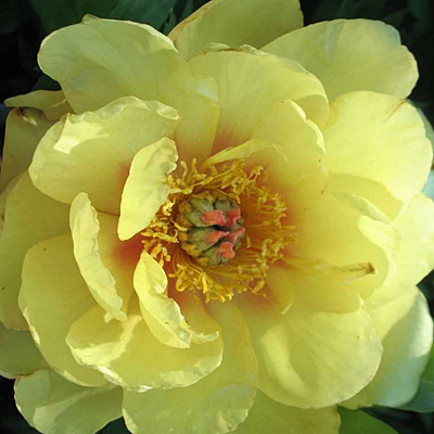 Paeonia x ITOH 'Misaka'