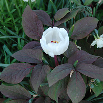 Paeonia obovata