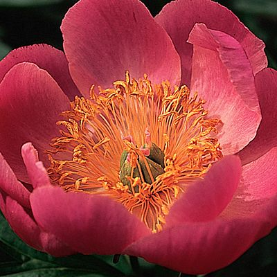 Paeonia l. 'Paramount'