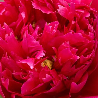 Paeonia l. 'Rachel'