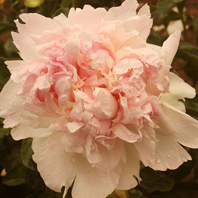 Paeonia l. 'Raspberry Sundae'