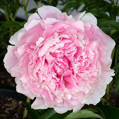 Paeonia l. 'Sarah Bernhardt'