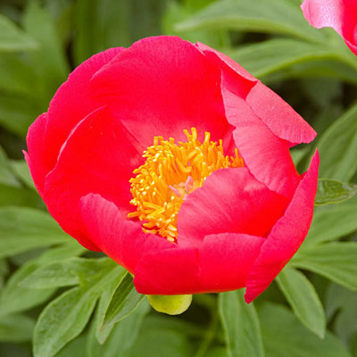 Paeonia l. 'Scarlett O'Hara'