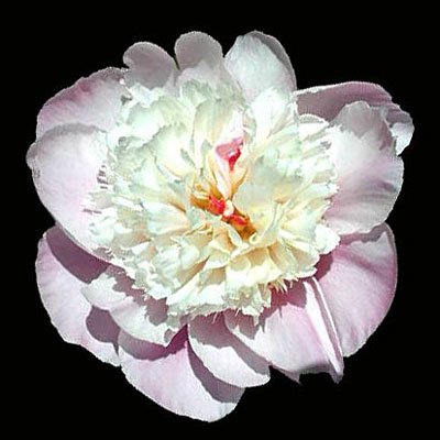 Paeonia l. 'Sorbet'