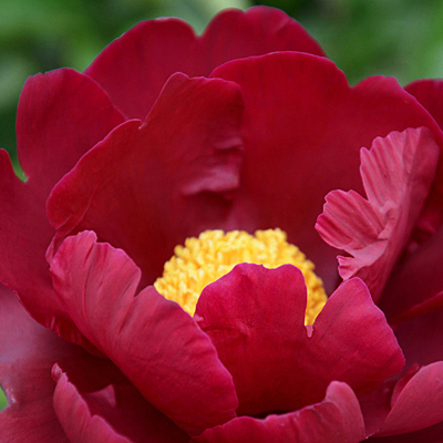 Paeonia l. 'Sorcerer'
