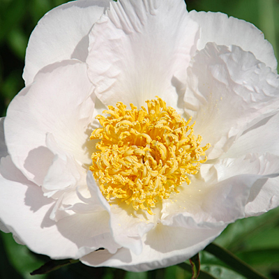 Paeonia l. 'Sunburst'