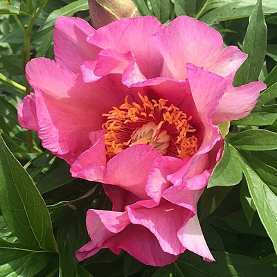 Paeonia x ITOH 'Takara'