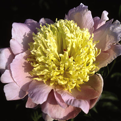 Paeonia l. 'Westerner'
